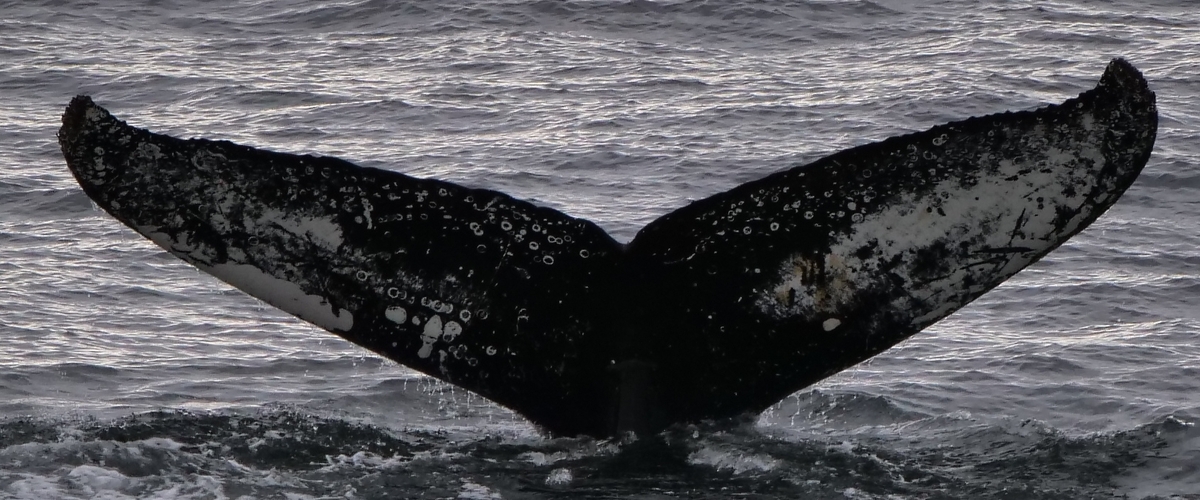 Fluke of HW-MN1308493