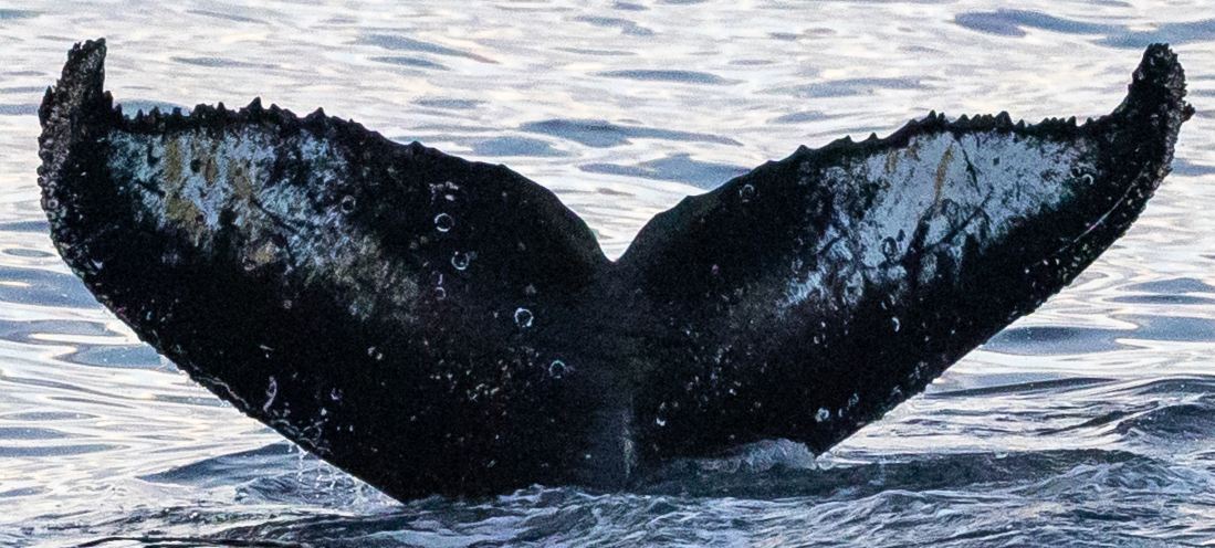 Fluke of HW-MN1308495