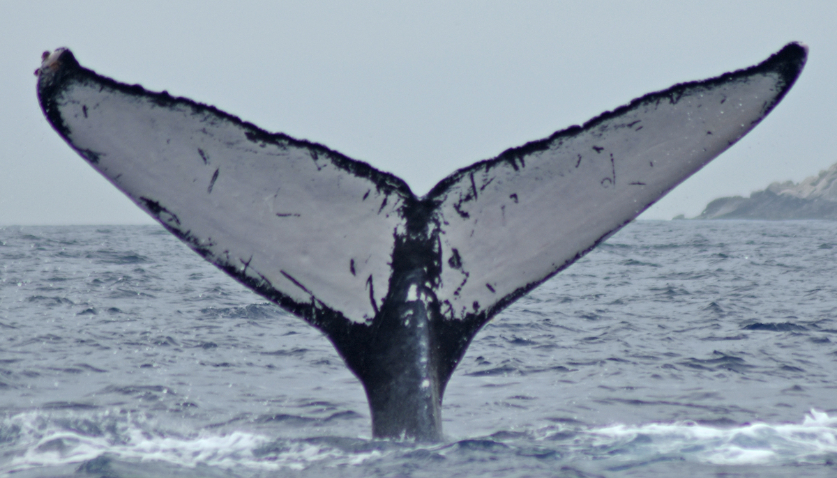 Fluke of CRC-9002