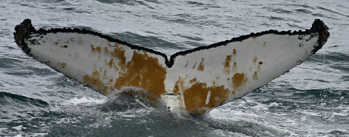 Fluke of HW-MN1308525