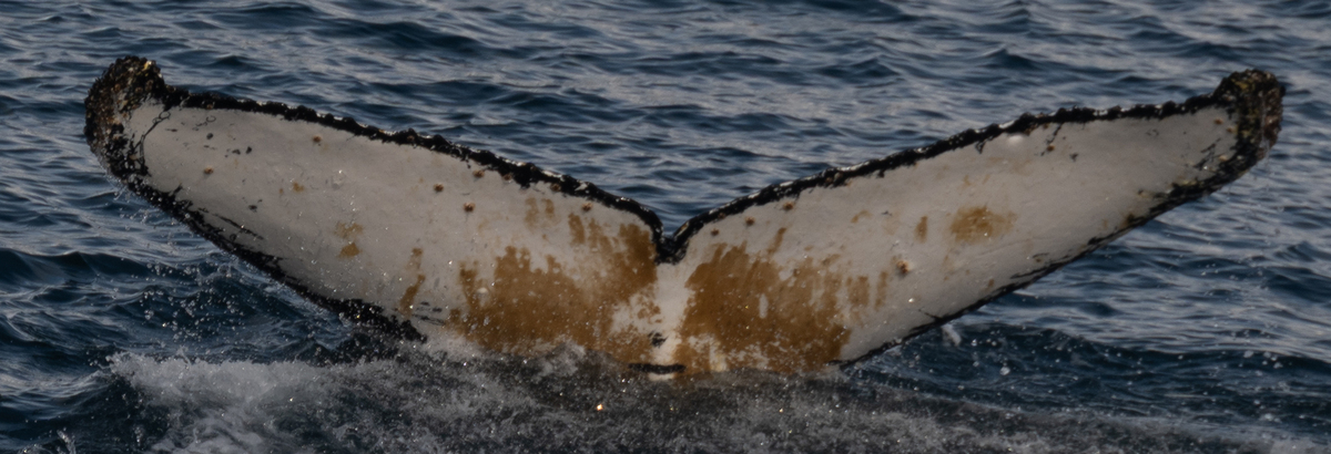Fluke of HW-MN1308529