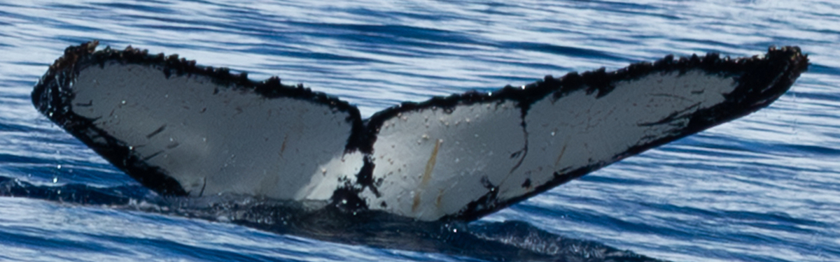 Fluke of HW-MN1308540