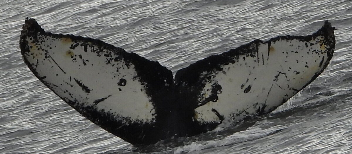 Fluke of HW-MN1308547