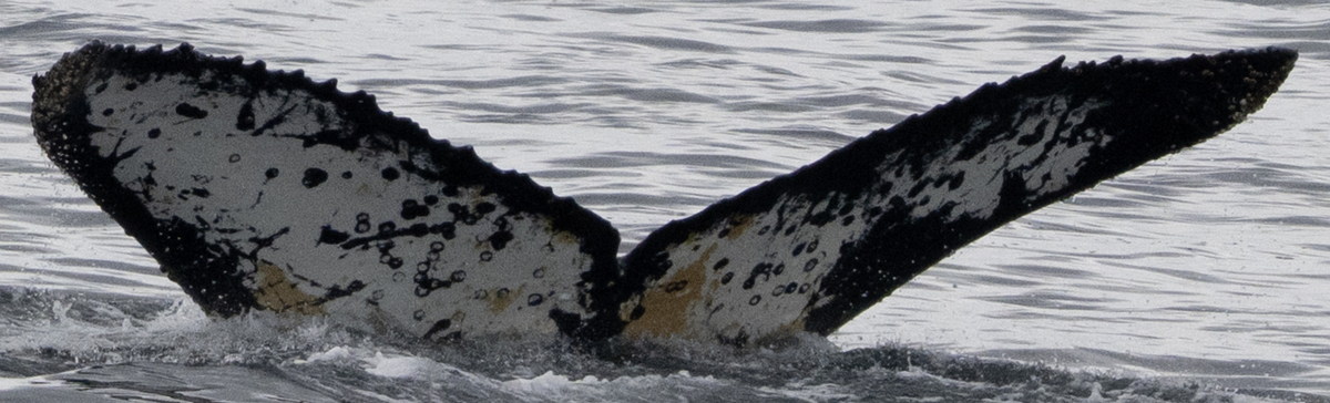 Fluke of PopPops (Antarctica)