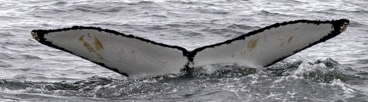 Fluke of HW-MN1308551