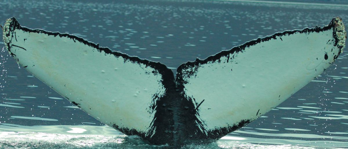Fluke of HW-MN0420452