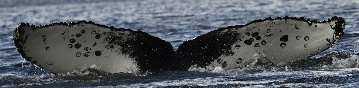 Fluke of HW-MN1308567