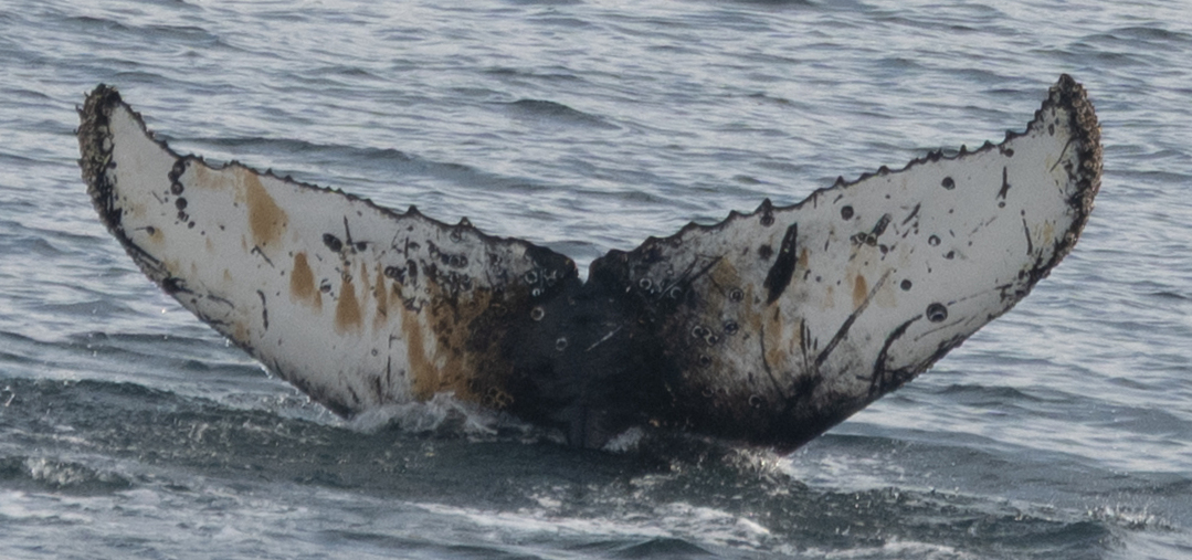 Fluke of Ohhiiiii (Antarctica)