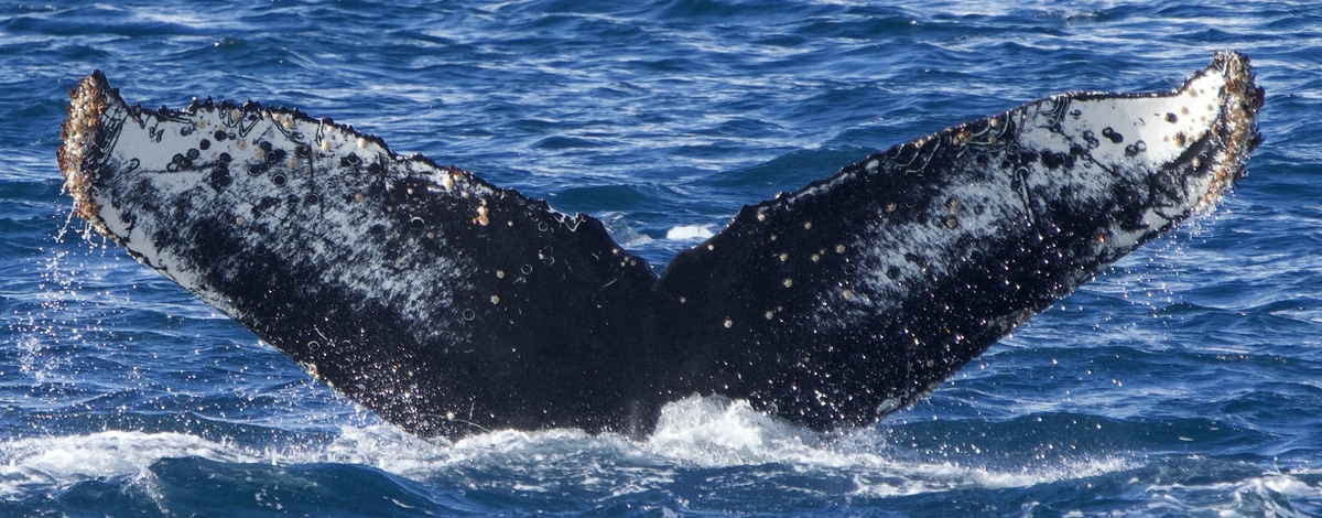 Fluke of HW-MN1308582