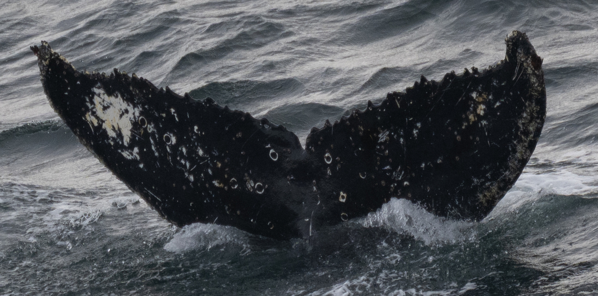 Fluke of HW-MN1308611