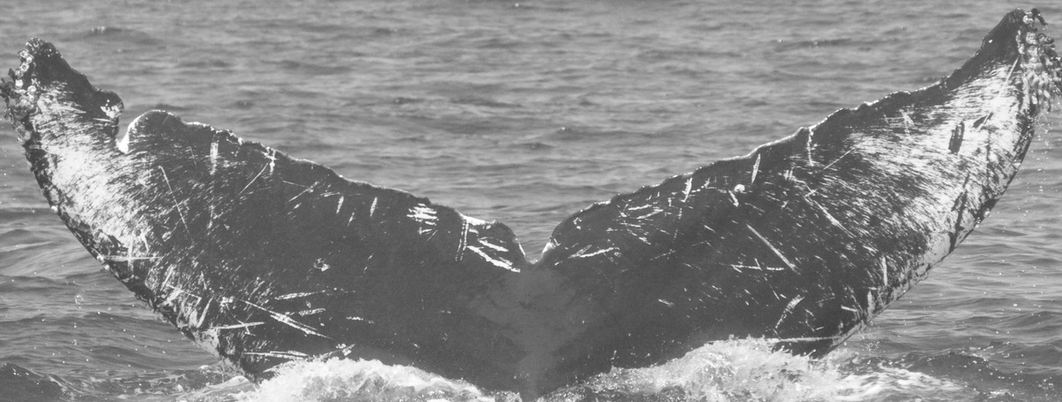Fluke of CRC-10954
