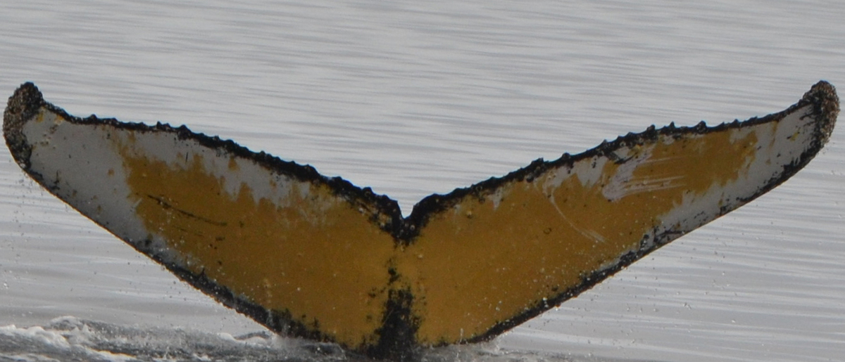 Fluke of Yaochen Yang (Antarctica)