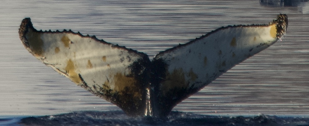 Fluke of HW-MN1308641