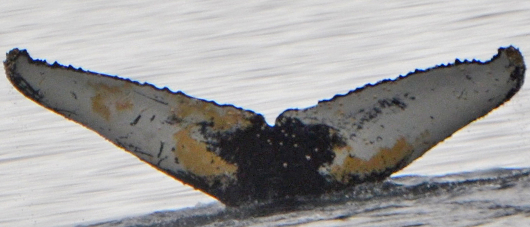 Fluke of HW-MN1301052