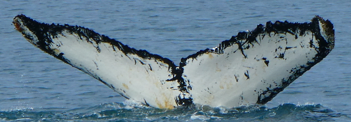 Fluke of HW-MN1308650