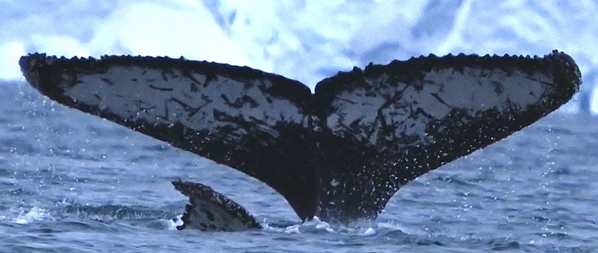 Fluke of HW-MN1308651