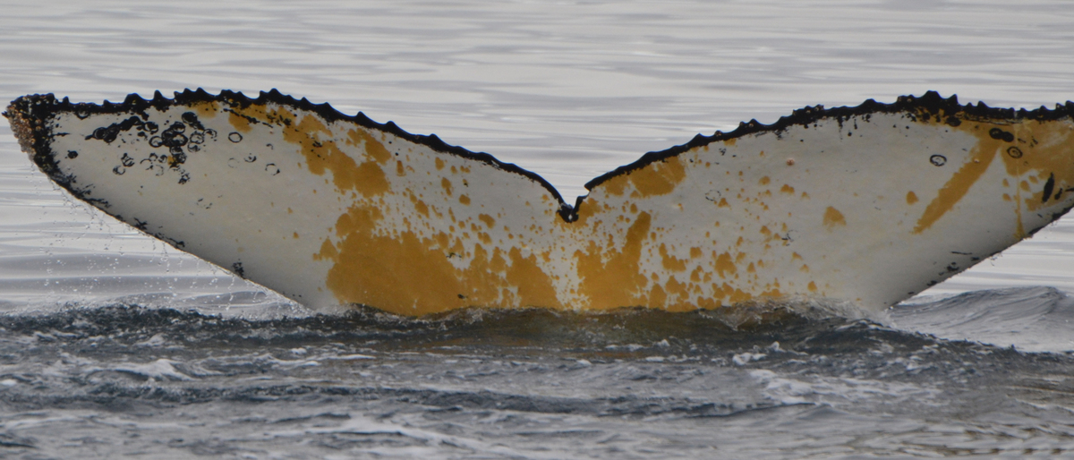 Fluke of Almond Chocolate (Antarctica)