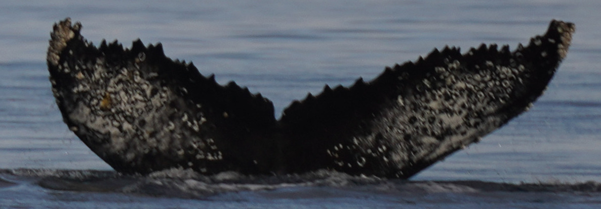 Fluke of HW-MN1308670