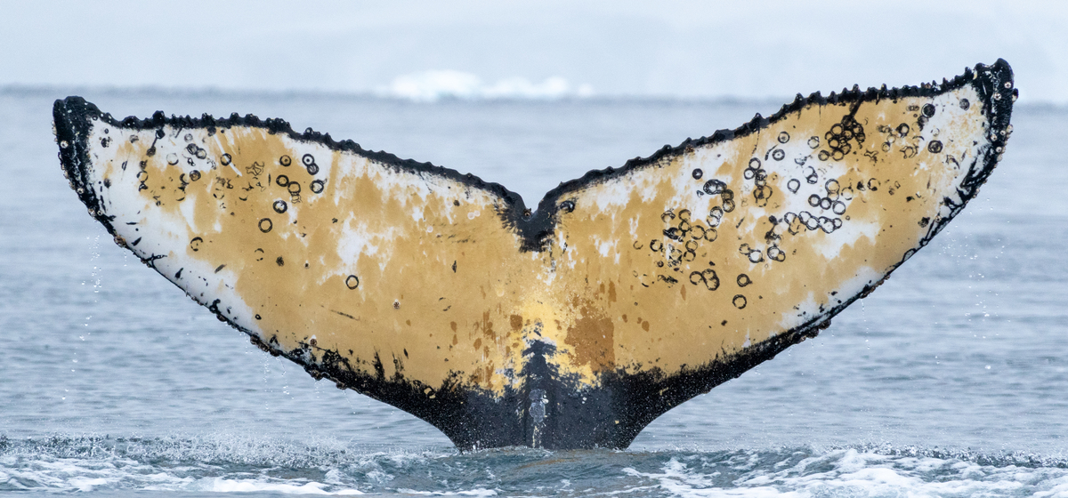 Fluke of Denise H (Antarctica)