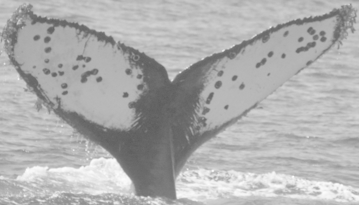 Fluke of CRC-10773