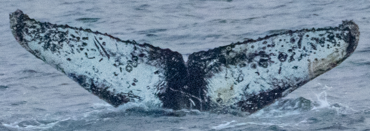 Fluke of HW-MN1308711