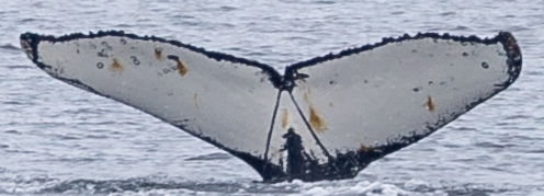 Fluke of HW-MN1308713