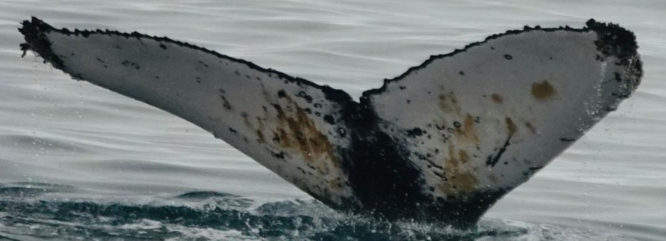Fluke of HW-MN1308716