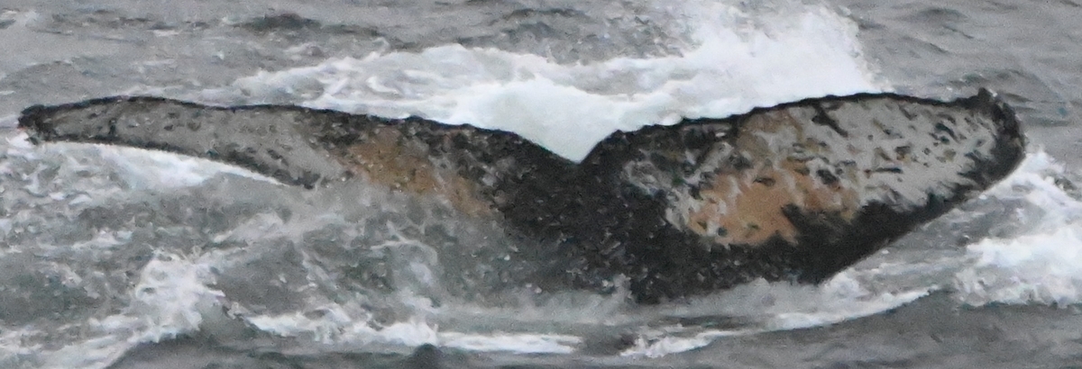 Fluke of HW-MN1308718