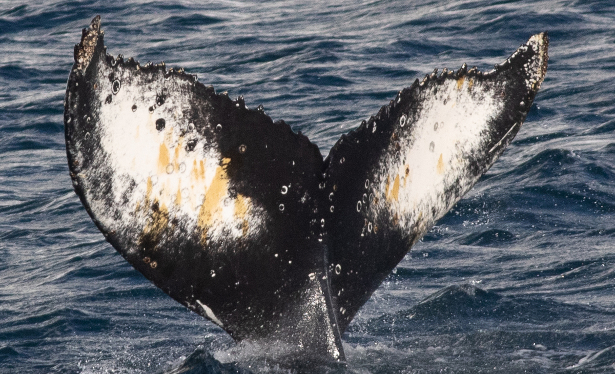 Fluke of HW-MN1308725