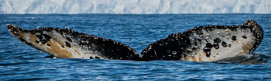Fluke of HW-MN1308727