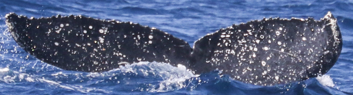 Fluke of CRC-18828