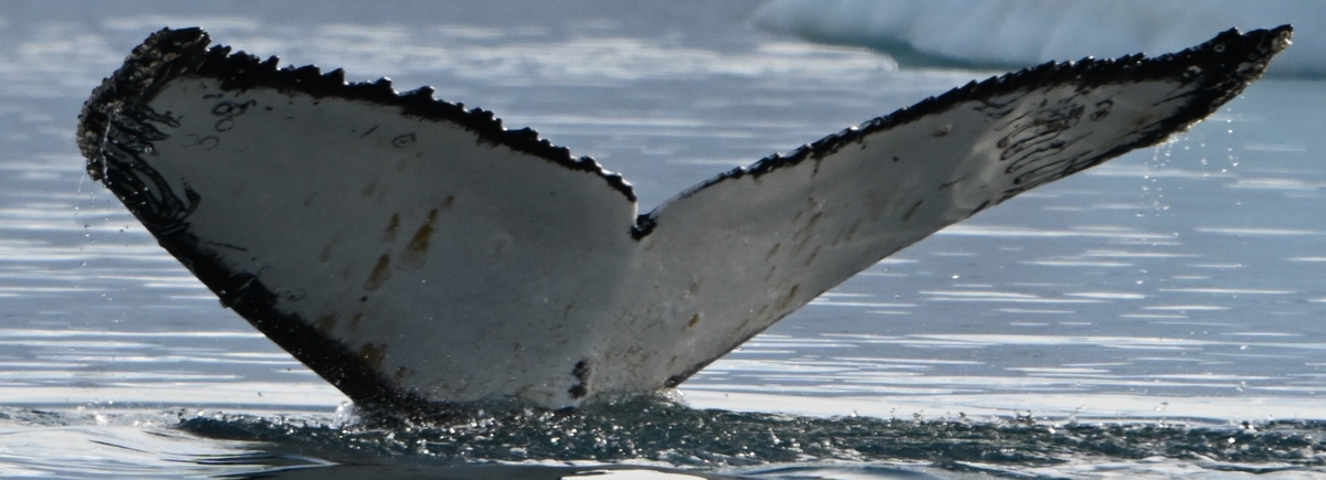 Fluke of HW-MN1308749