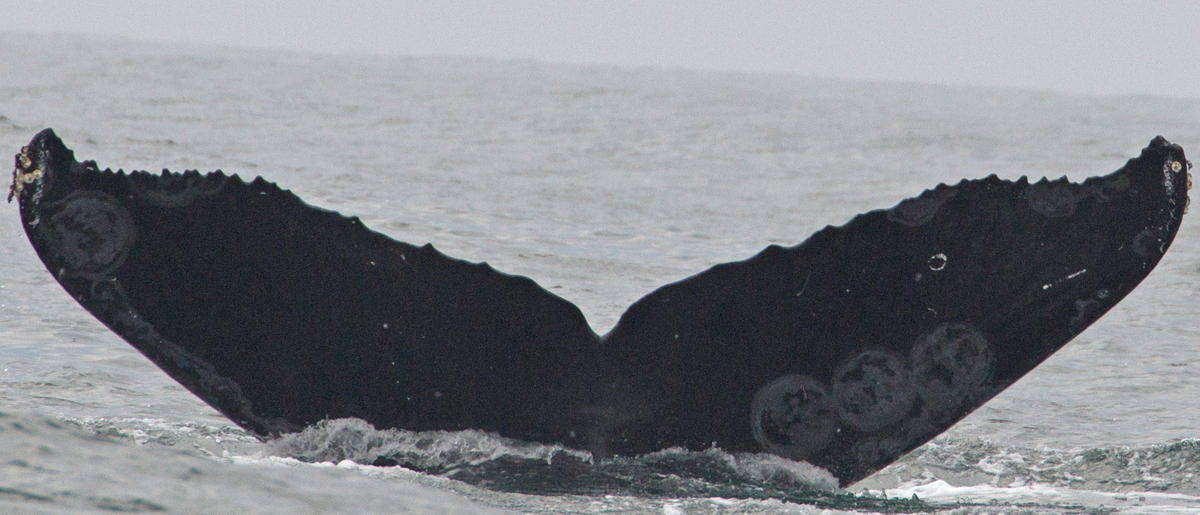 Fluke of CRC-10582