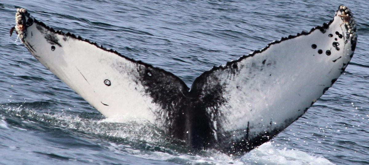 Fluke of 2017-2018 calf of Akimbo