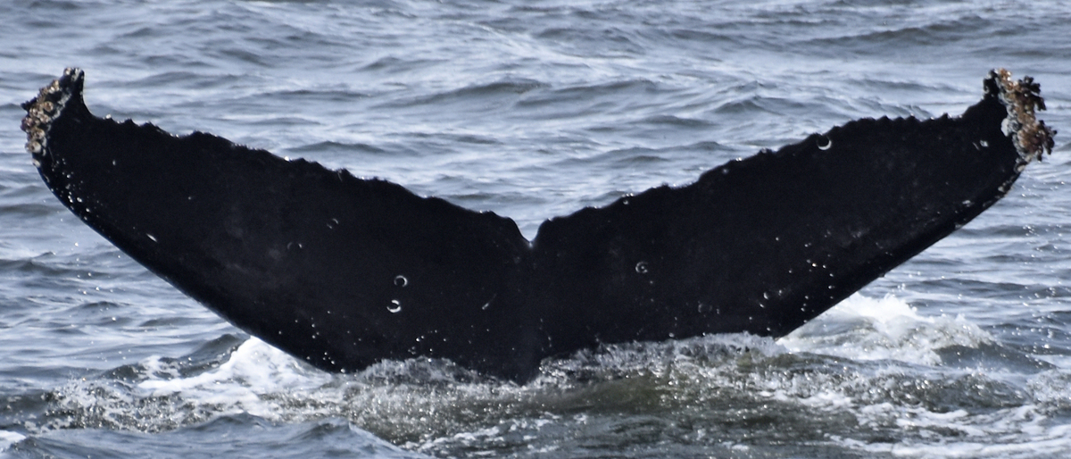 Fluke of CRC-17732