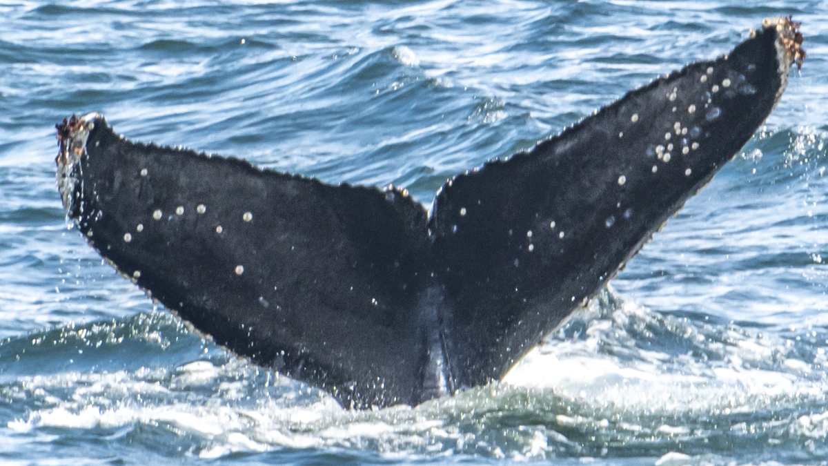 Fluke of Little Dipper (California)