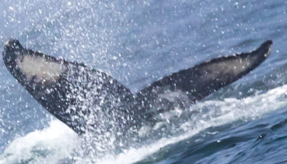 Fluke of 2017-2018 calf of CRC-12194