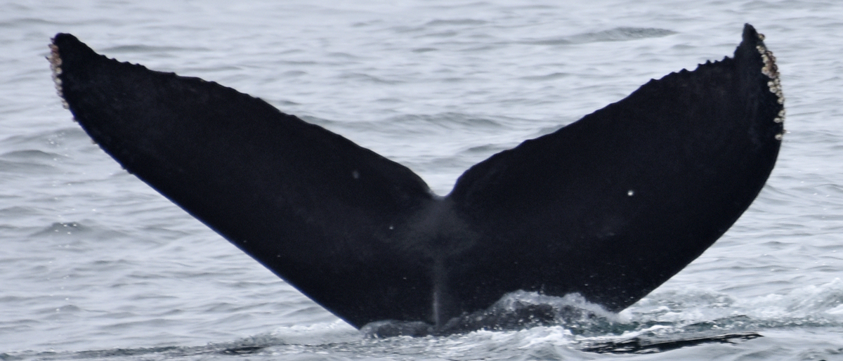 Fluke of CRC-11835