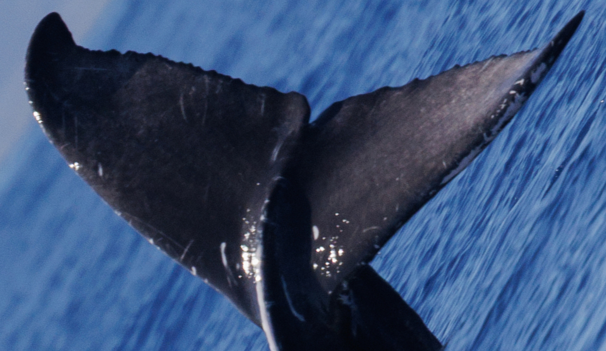 Fluke of 2025-2026 calf of HW-MN0420438