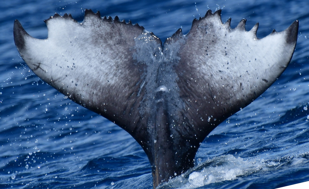 Fluke of HW-MN0524898