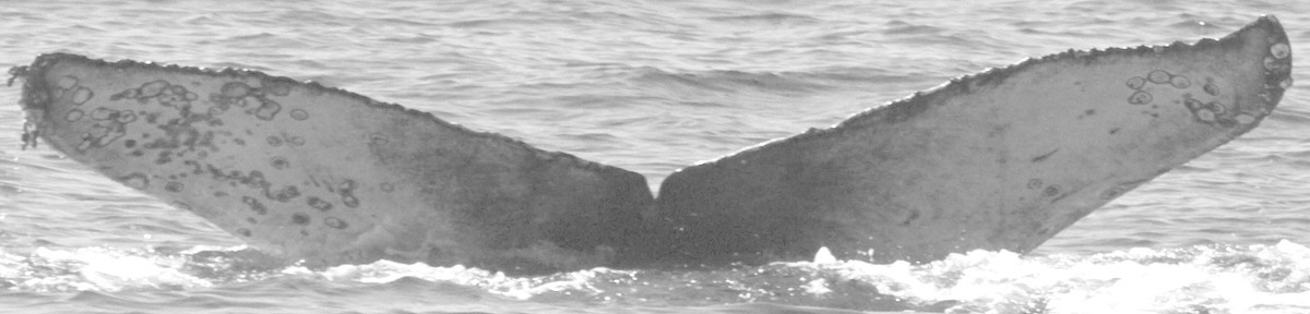 Fluke of CRC-15159