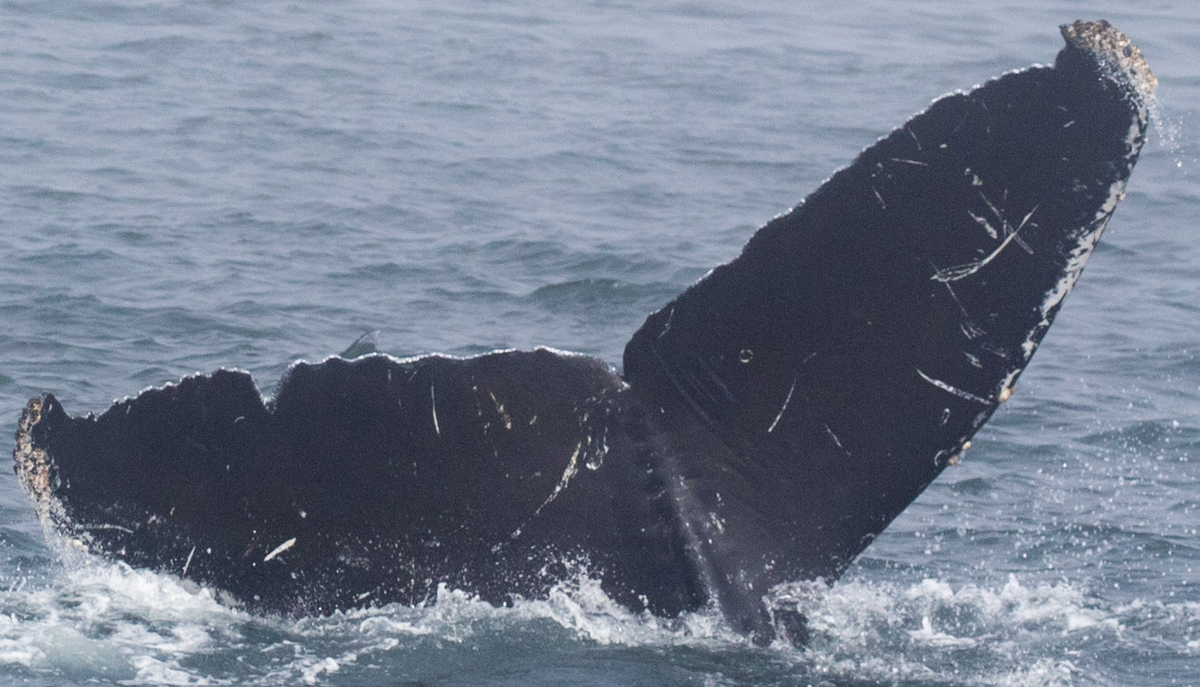 Fluke of CRC-17097