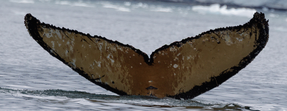 Fluke of HW-MN1308761