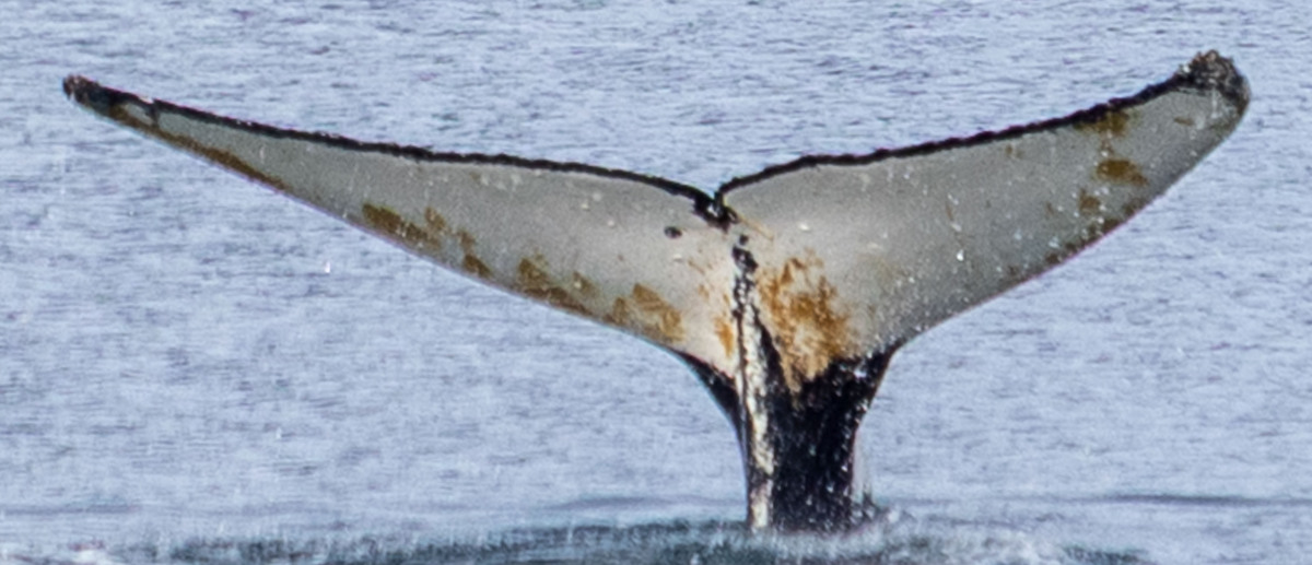 Fluke of HW-MN1308776