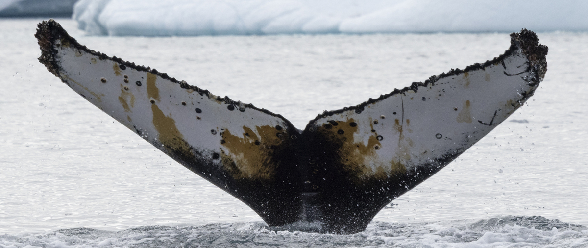 Fluke of HW-MN1308778