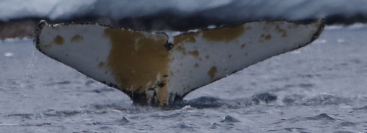 Fluke of HW-MN1308806