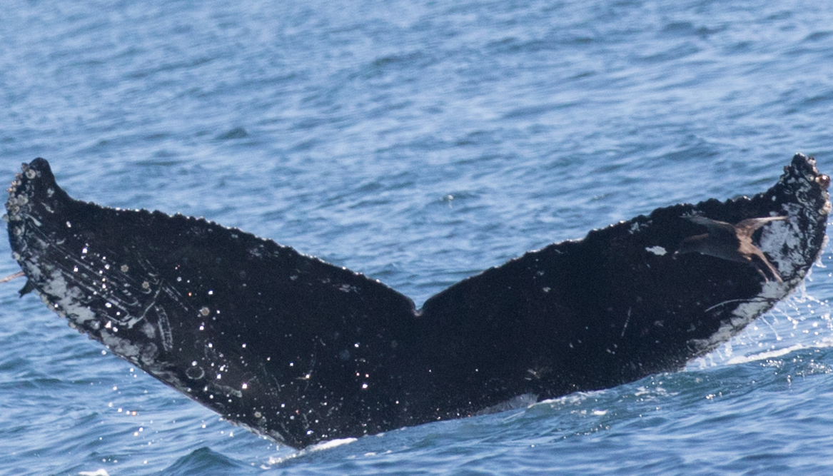 Fluke of CRC-17596
