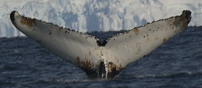 Fluke of HW-MN1308814