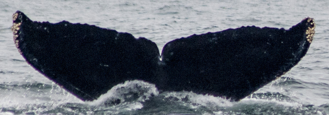 Fluke of CRC-10068