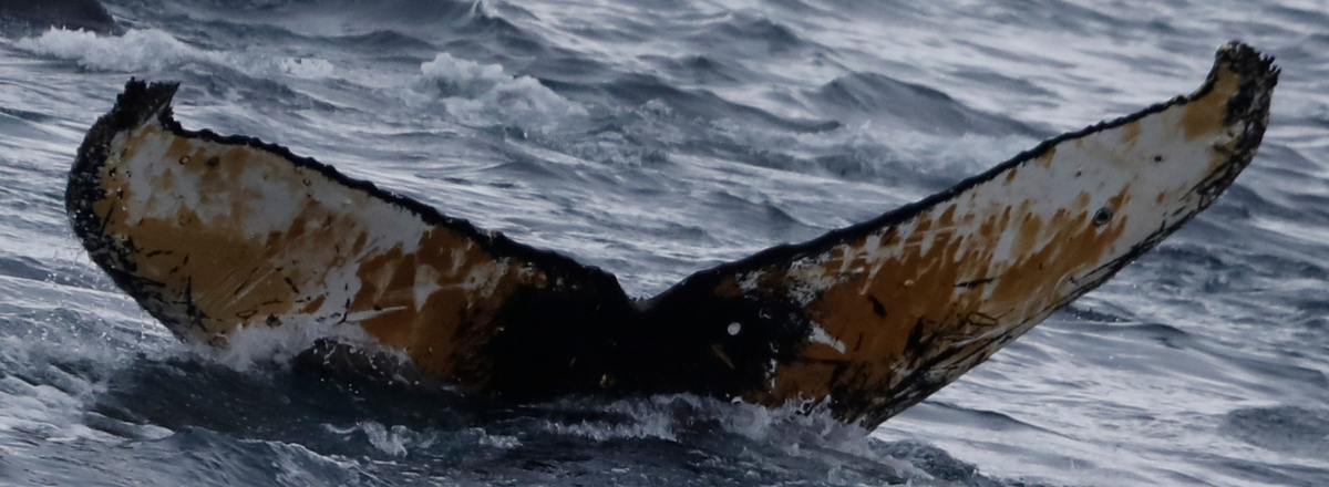 Fluke of HW-MN1308843